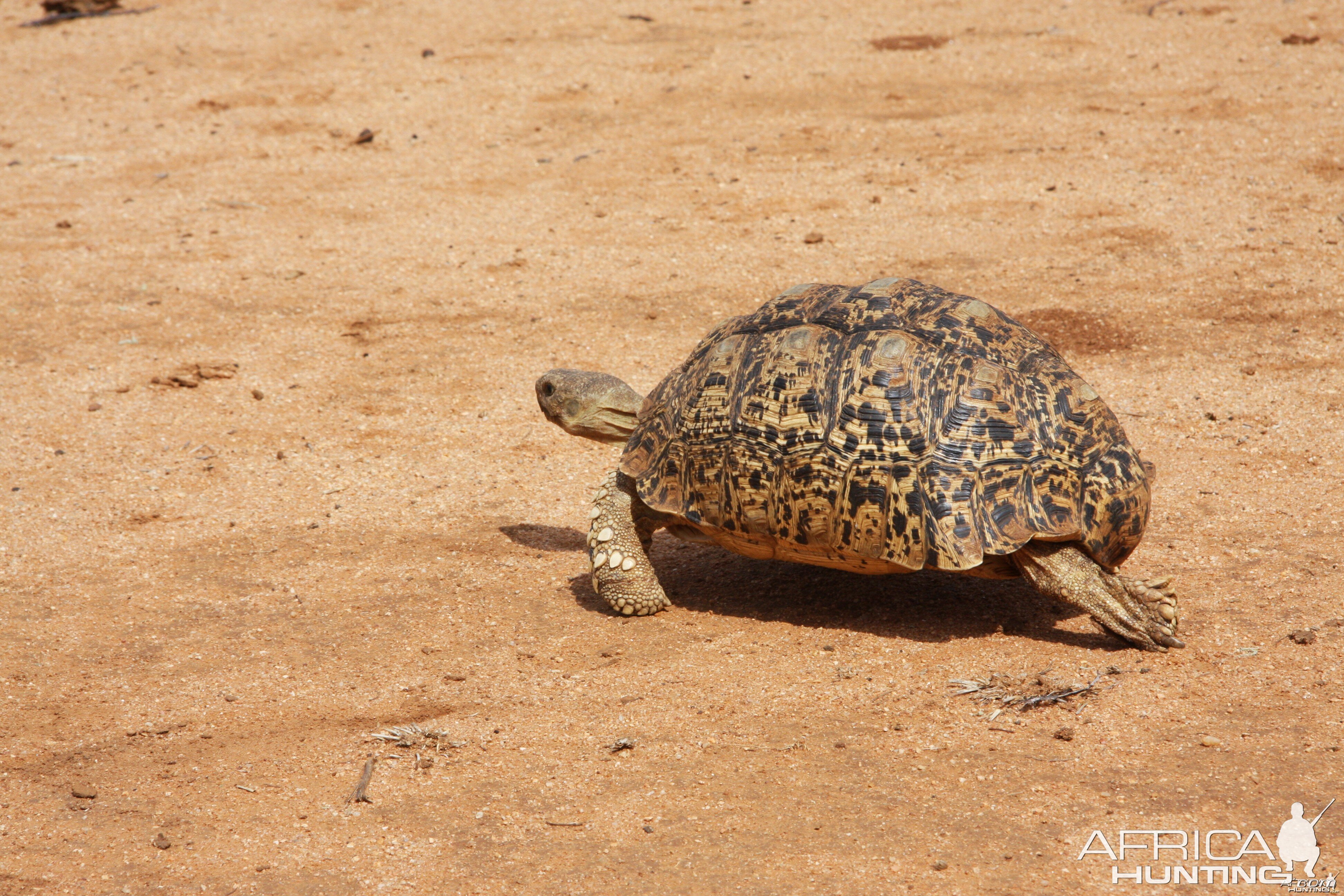 Leopard Tortoise Namibia