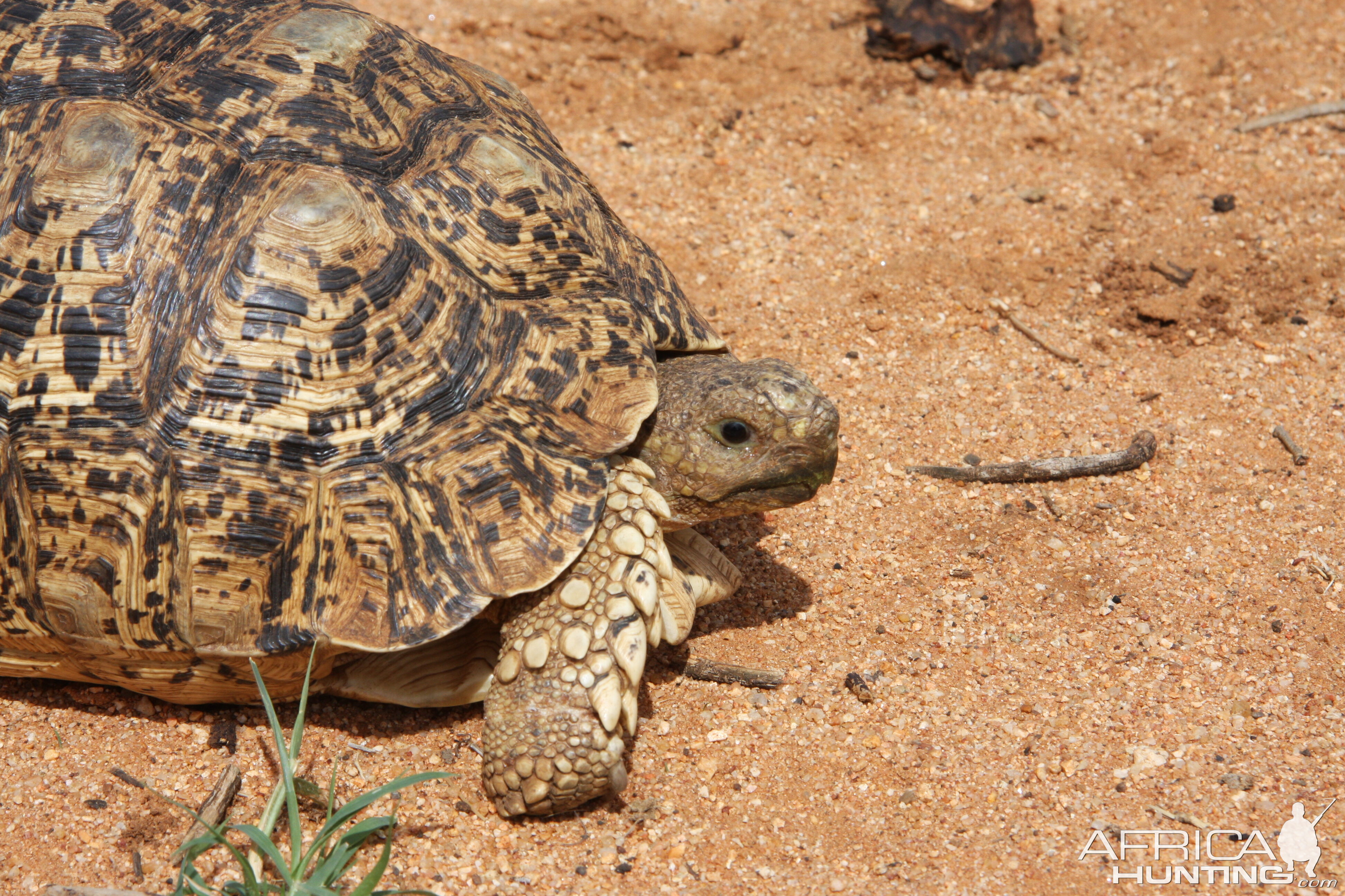 Leopard Tortoise Namibia