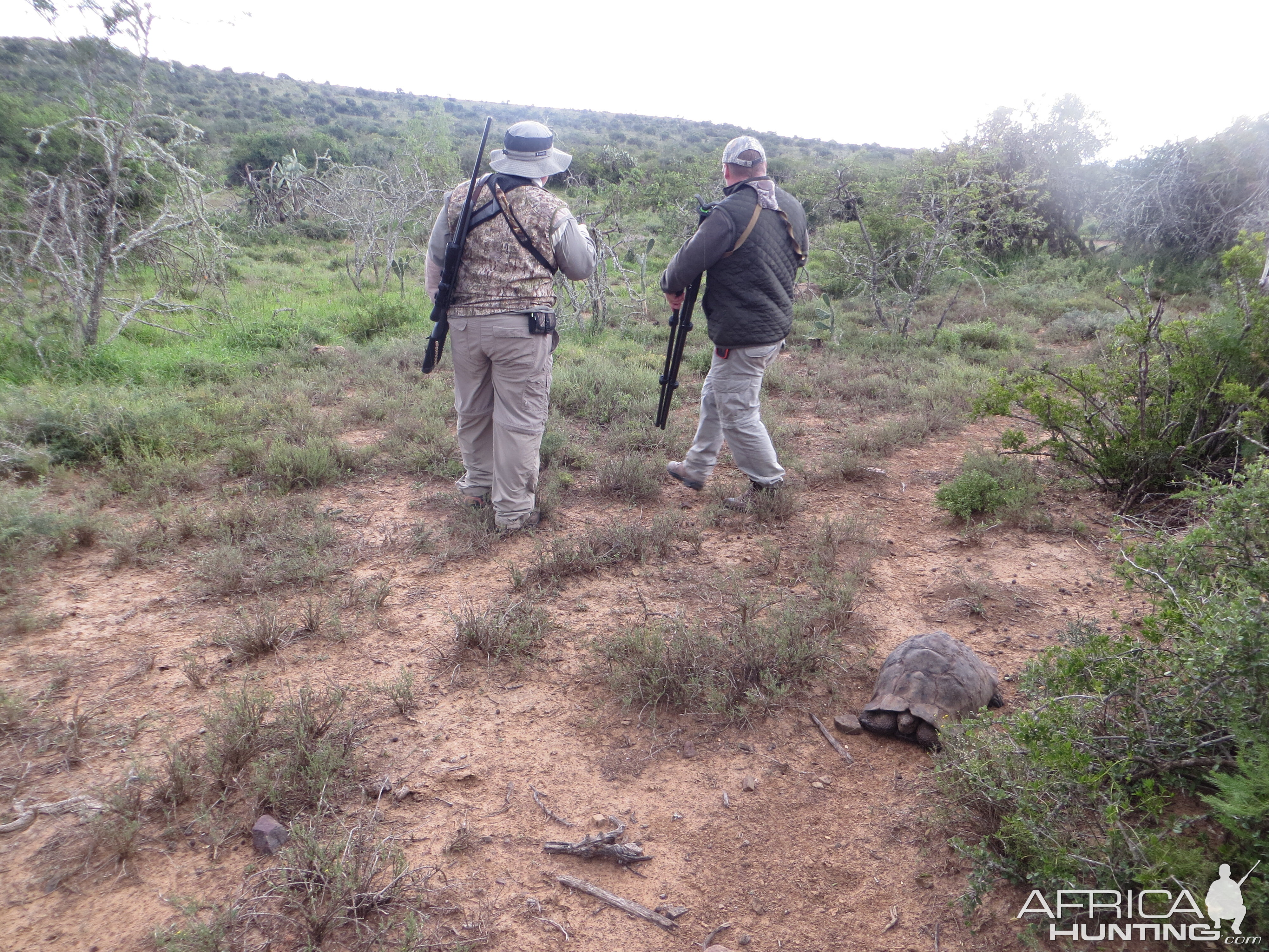Leopard Tortoise shows up while we're stalking