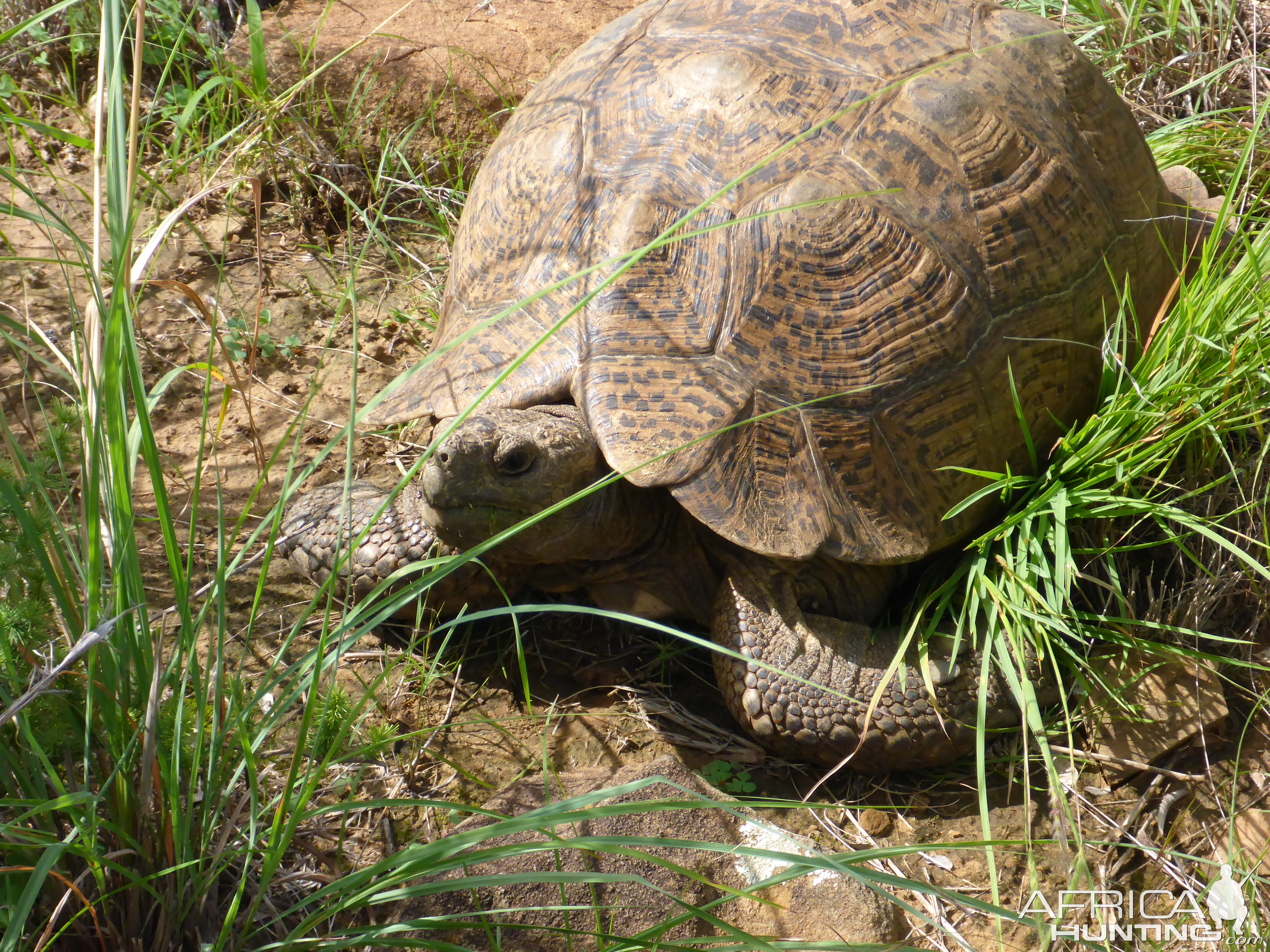 Leopard Tortoise South Africa