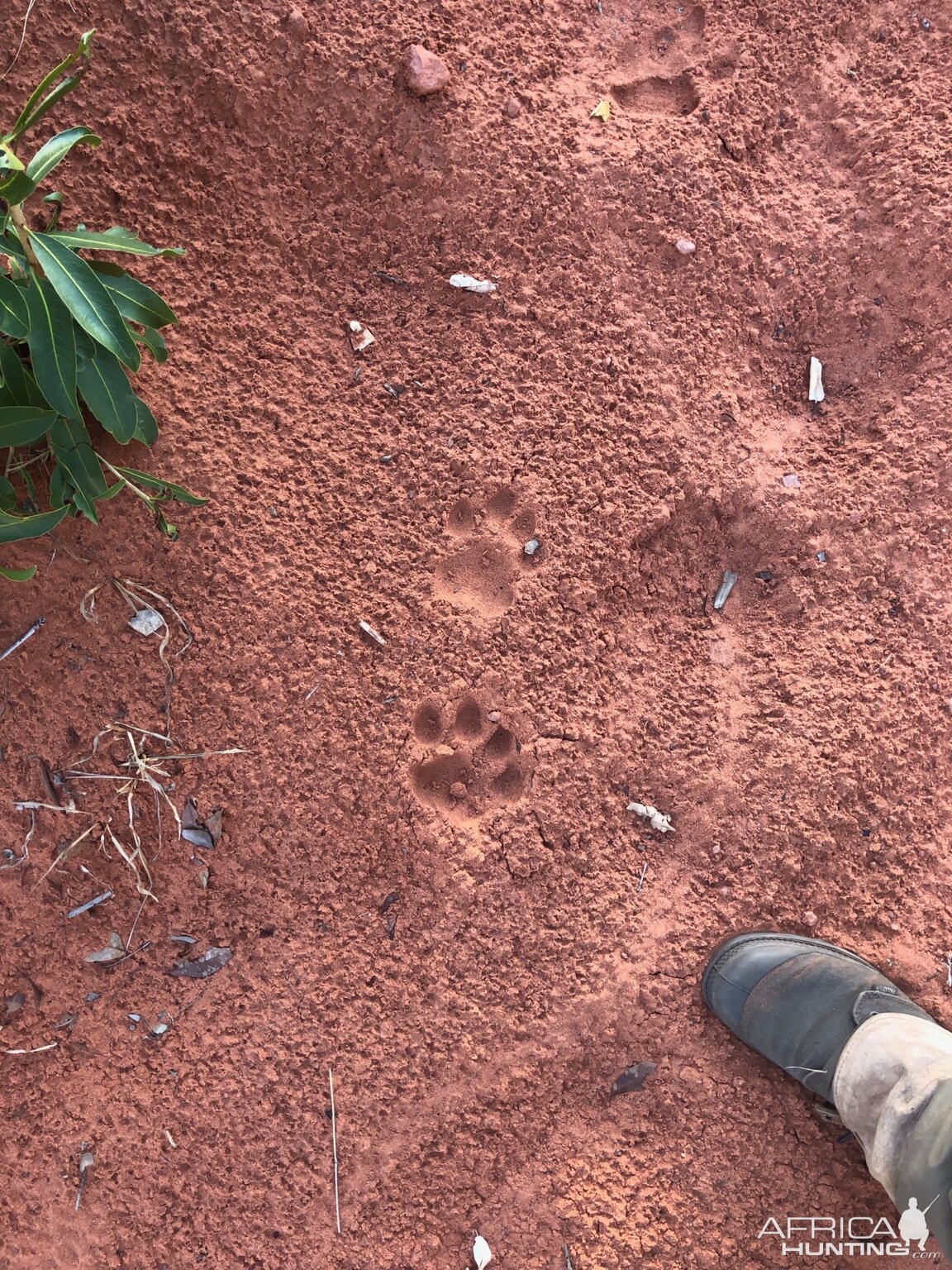 Leopard Track Namibia