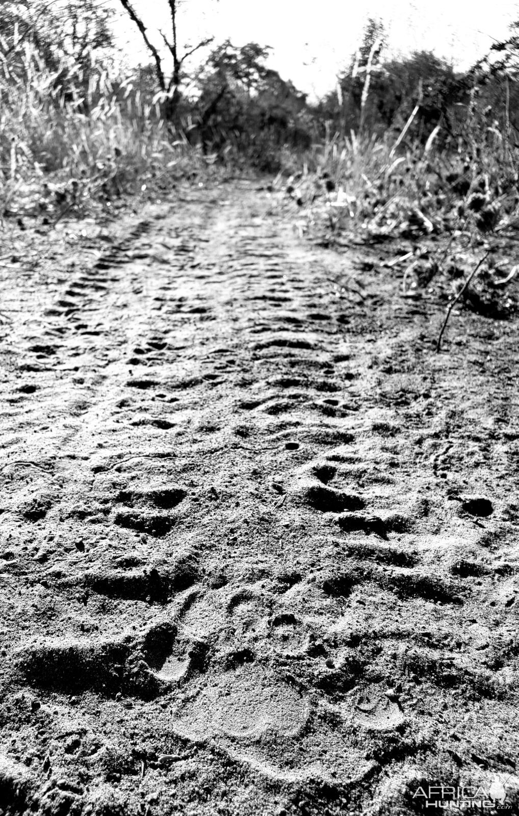 Leopard Track on Vehicle Track Tanzania