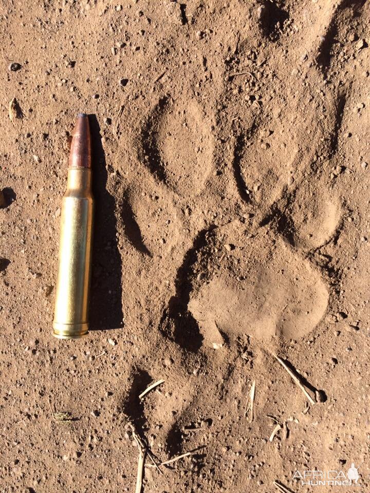 Leopard Track Zimbabwe