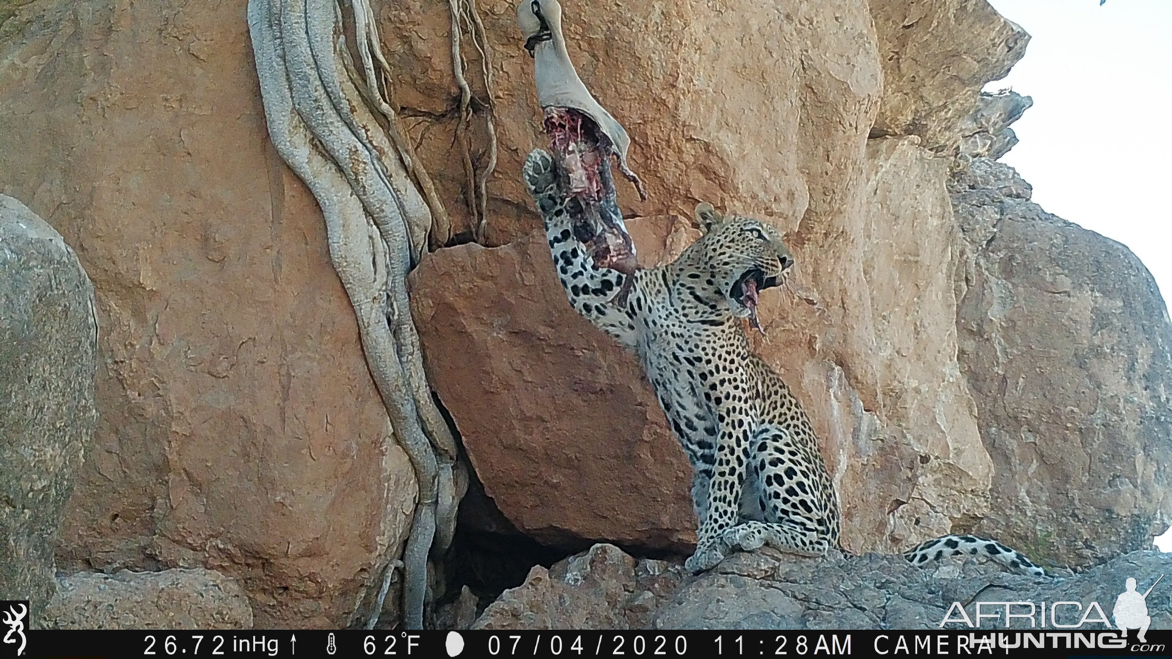 Leopard Trail Cam Pictures Namibia