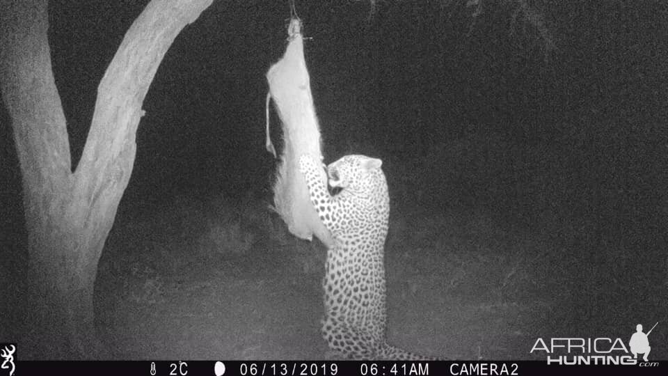 Leopard Trail Cam Pictures Namibia