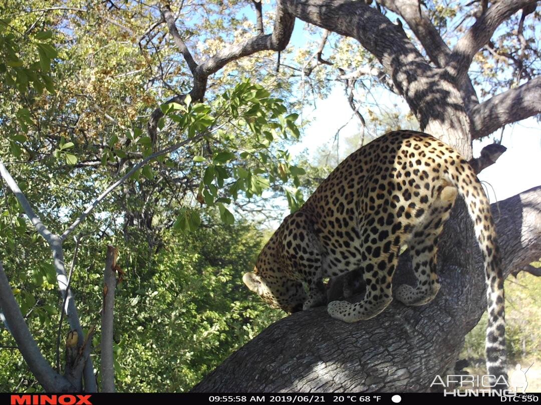 Leopard Trail Cam Pictures Namibia