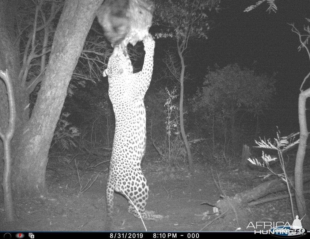 Leopard Trail Cam Pictures Namibia