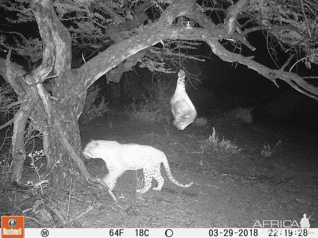 Leopard Trail Cam Pictures South Africa