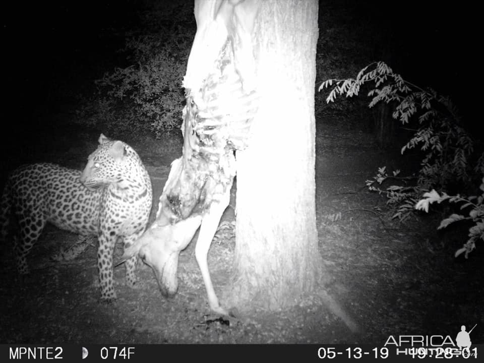 Leopard Trail Cam Pictures South Africa