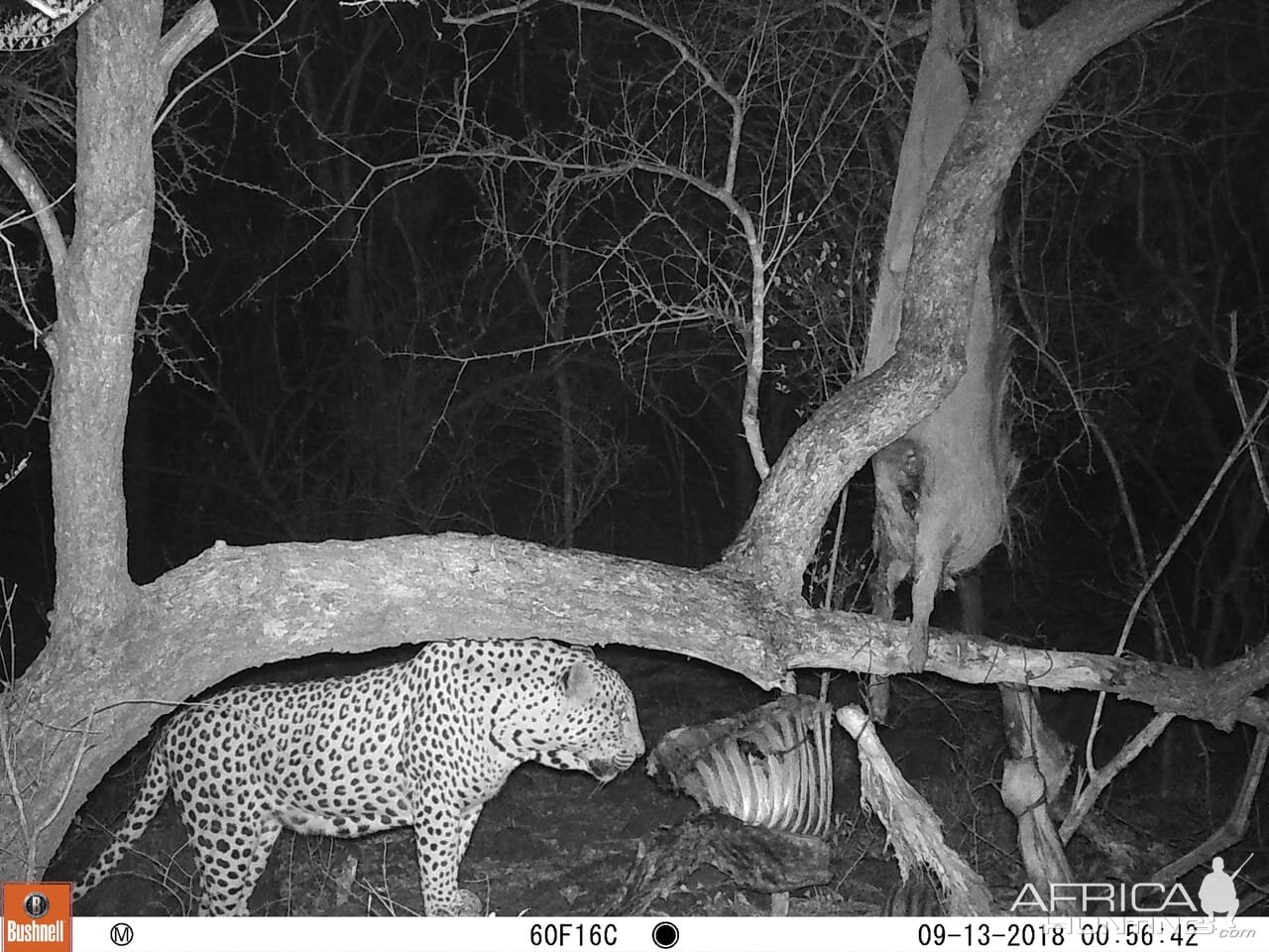 Leopard Trail Cam Pictures