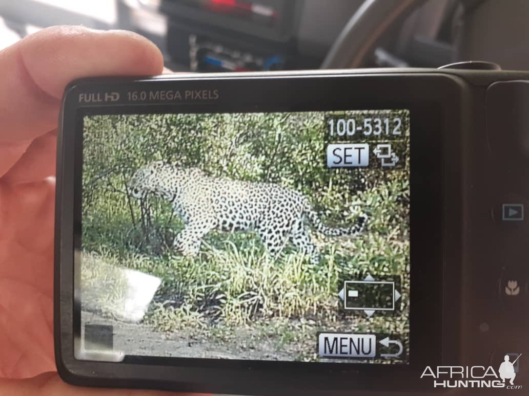 Leopard Trail Camera Botswana