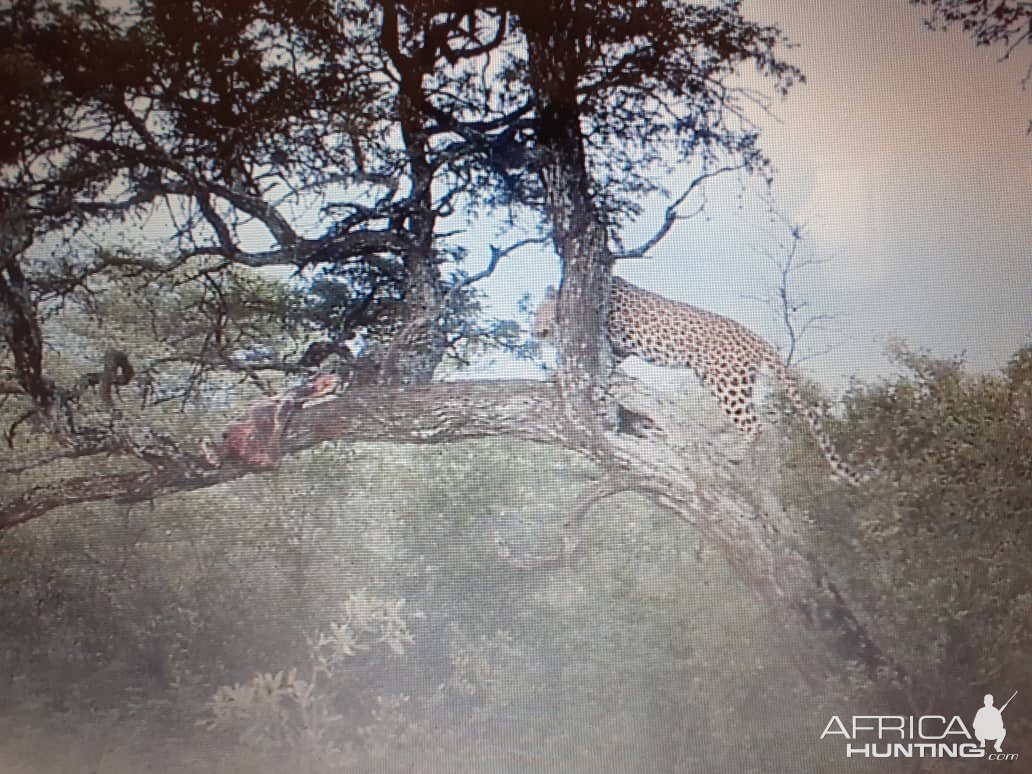 Leopard Trail Camera Botswana