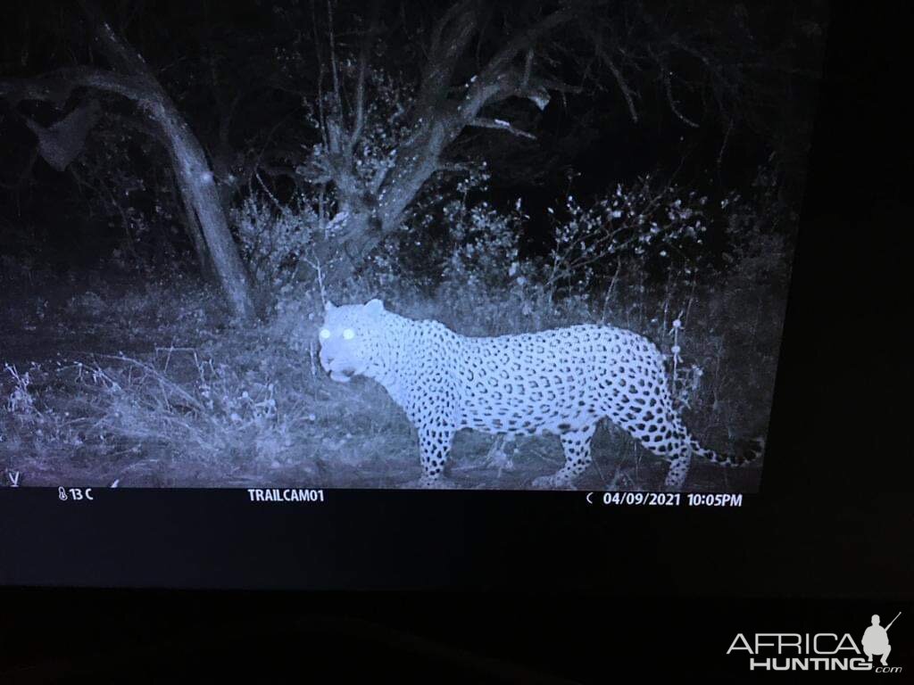 Leopard Trail Camera Namibia