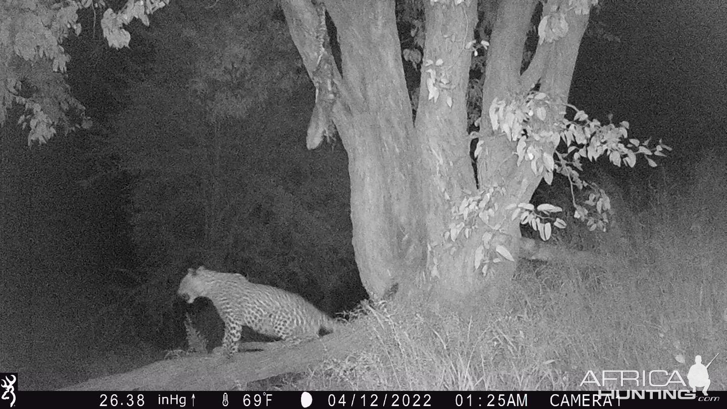 Leopard Trail Camera Namibia