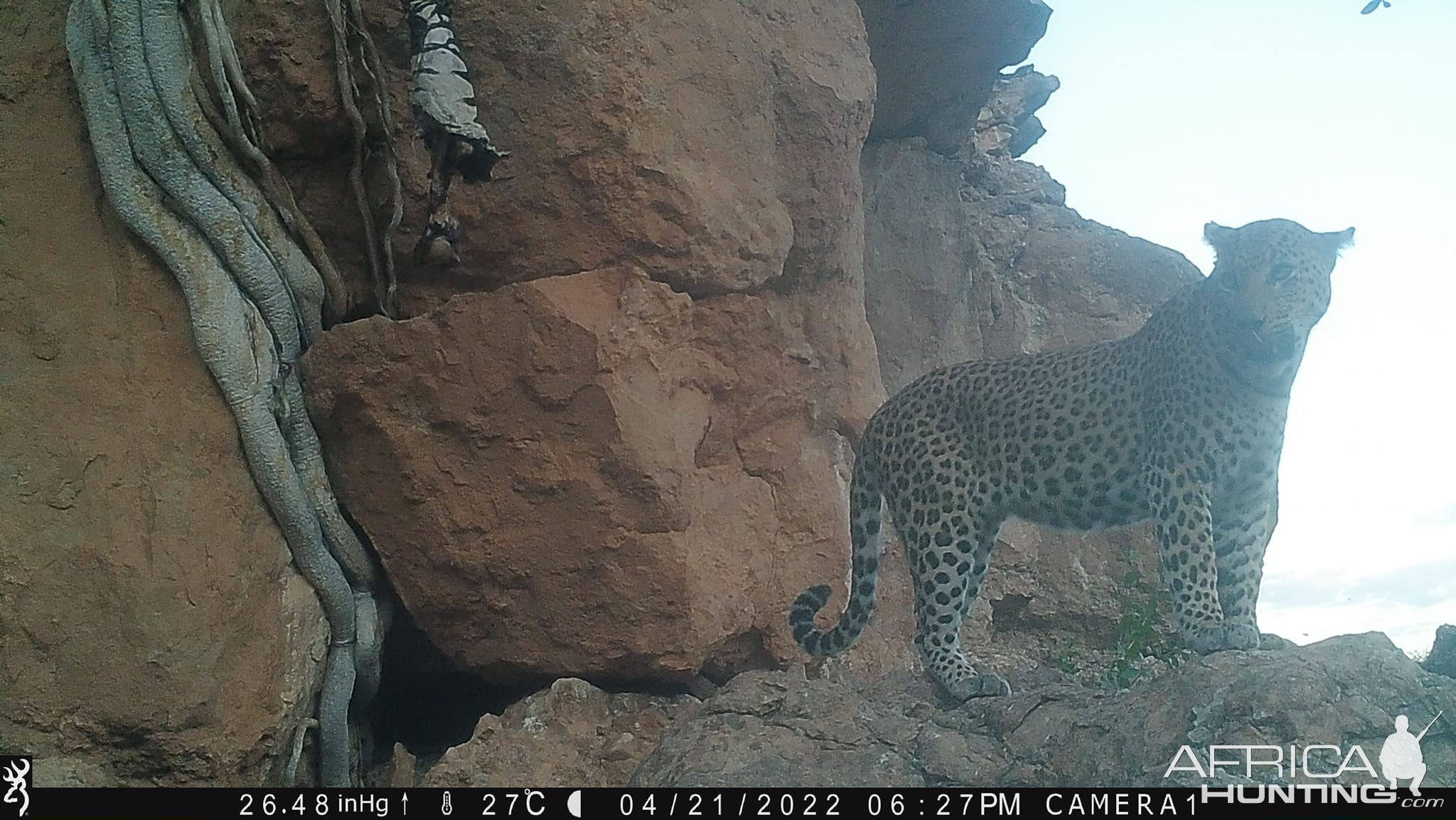 Leopard Trail Camera Namibia