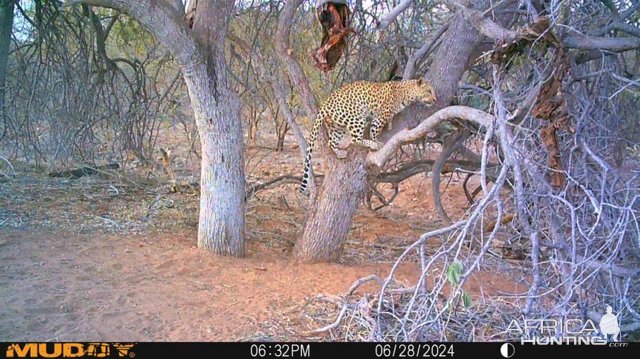 Leopard Trail Camera Namibia