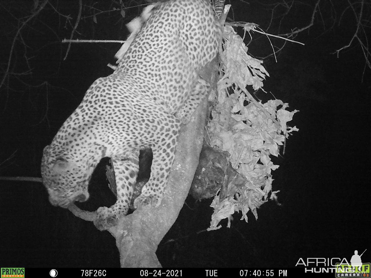 Leopard Trail Camera Tanzania