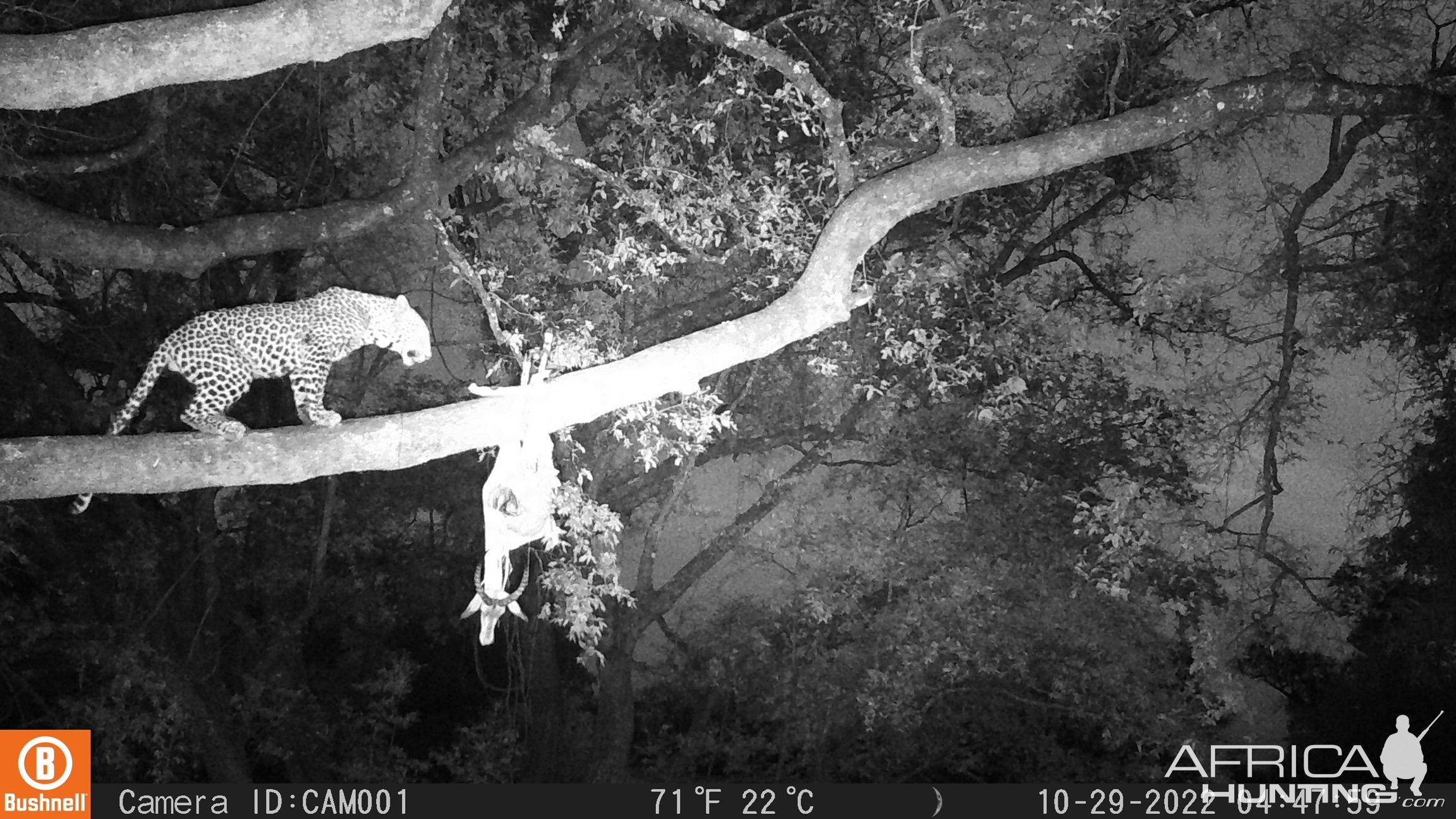 Leopard Trail Camera Zambia