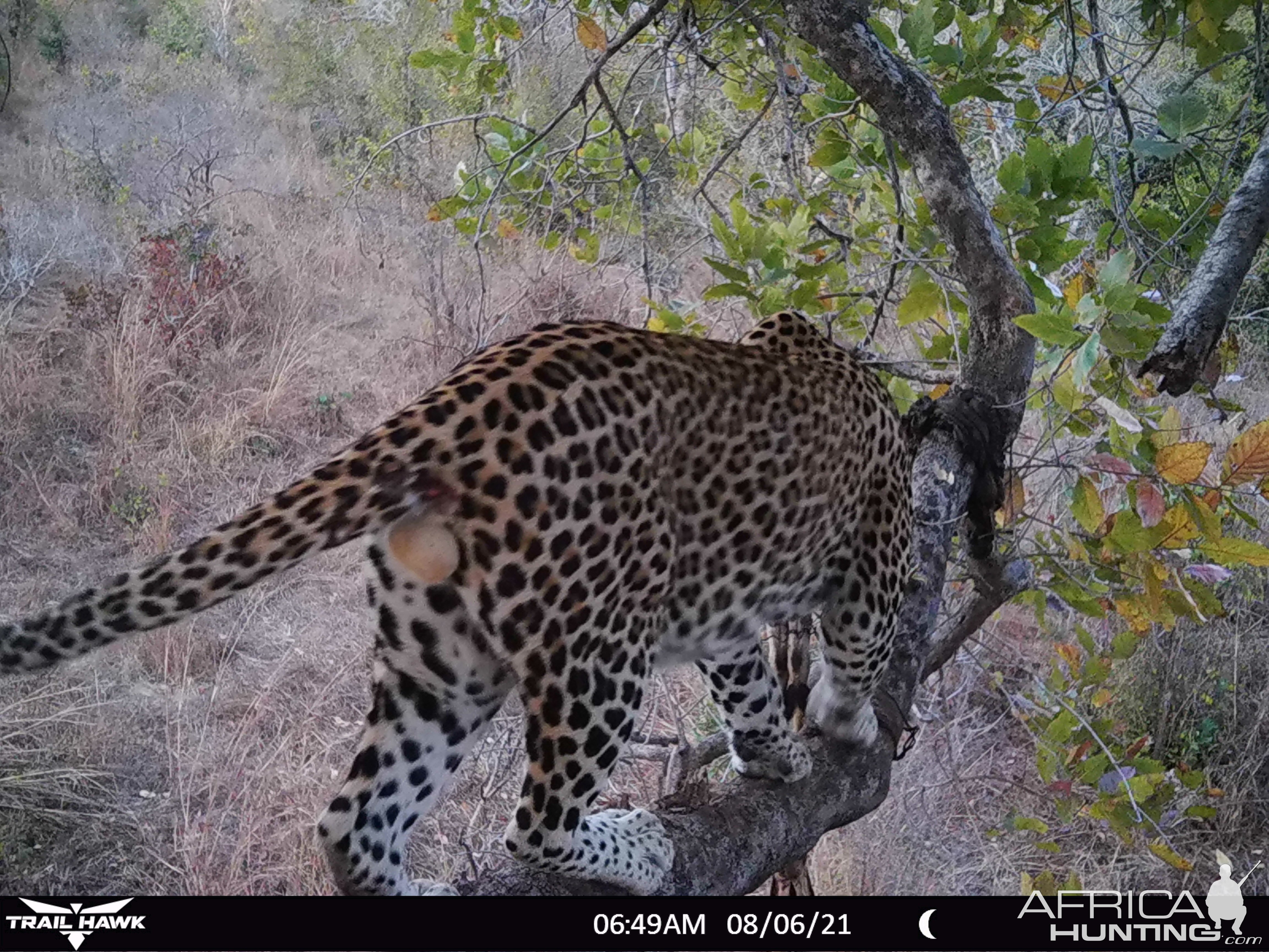 Leopard Trail Camera Zimbabwe