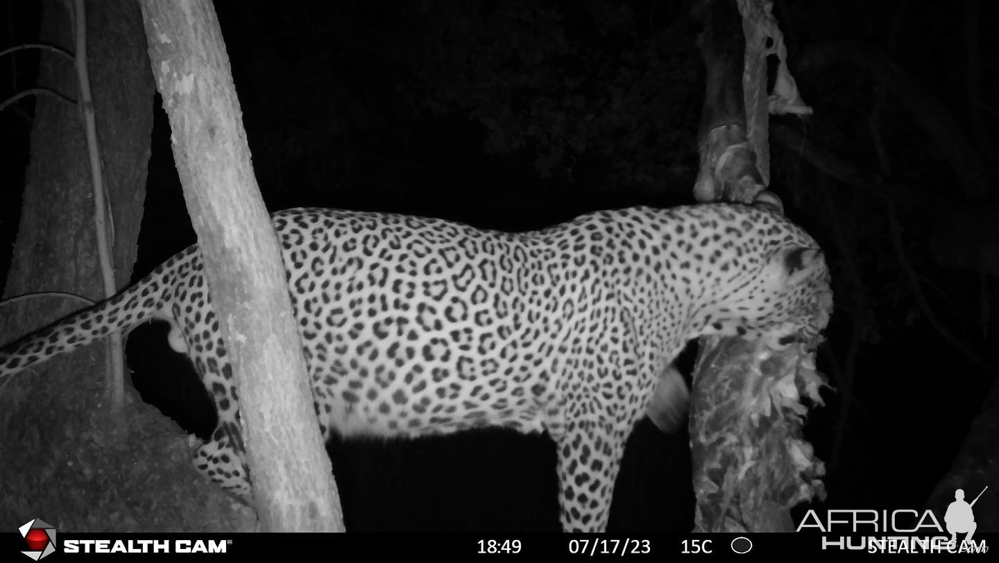 Leopard Trail Camera Zimbabwe | AfricaHunting.com