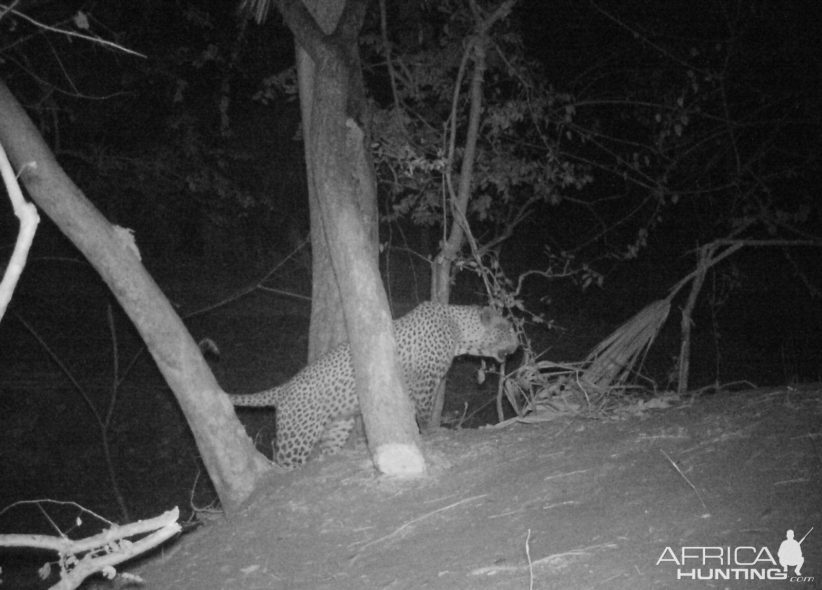 Leopard Pictures | Page 14 | AfricaHunting.com