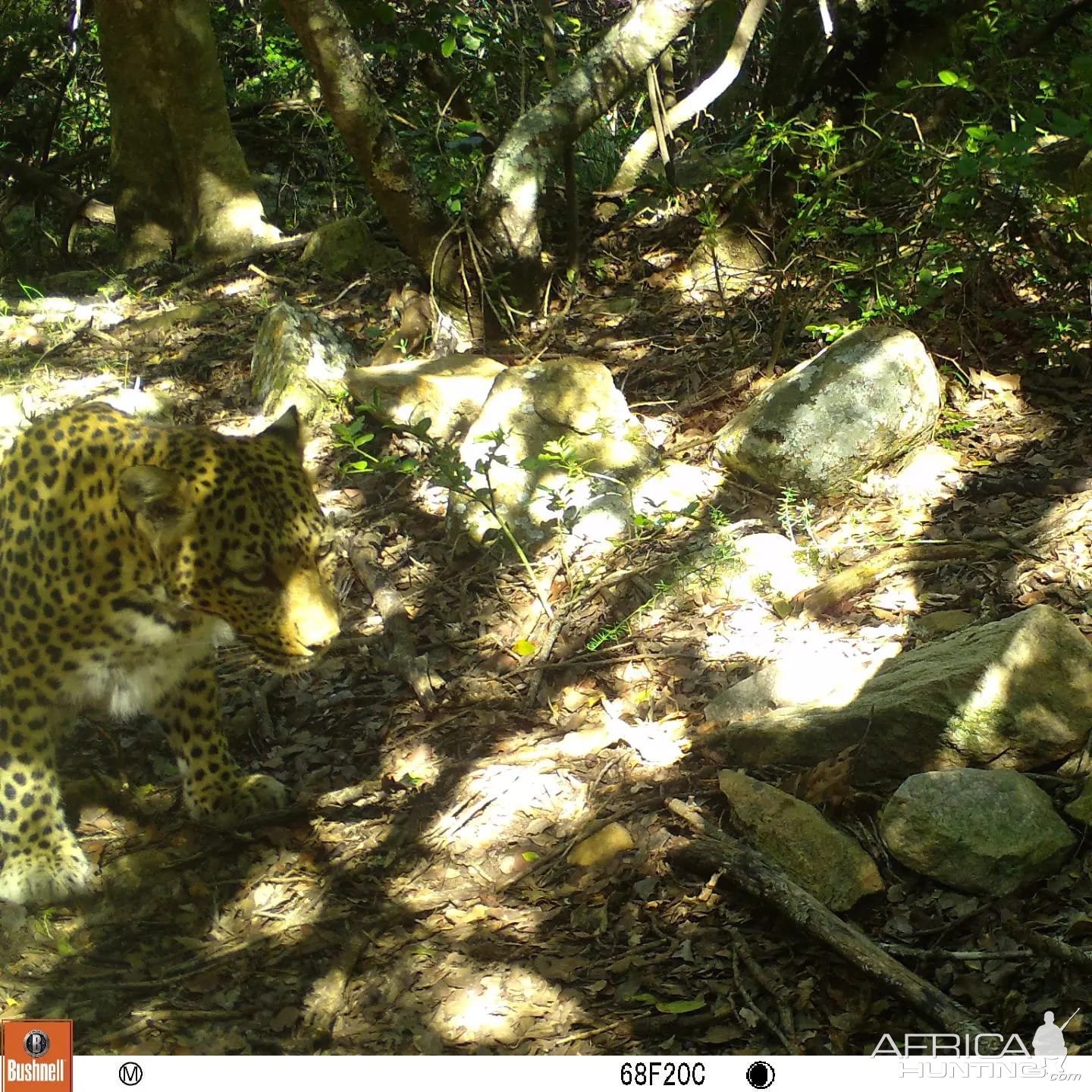 Leopard Trail Camera