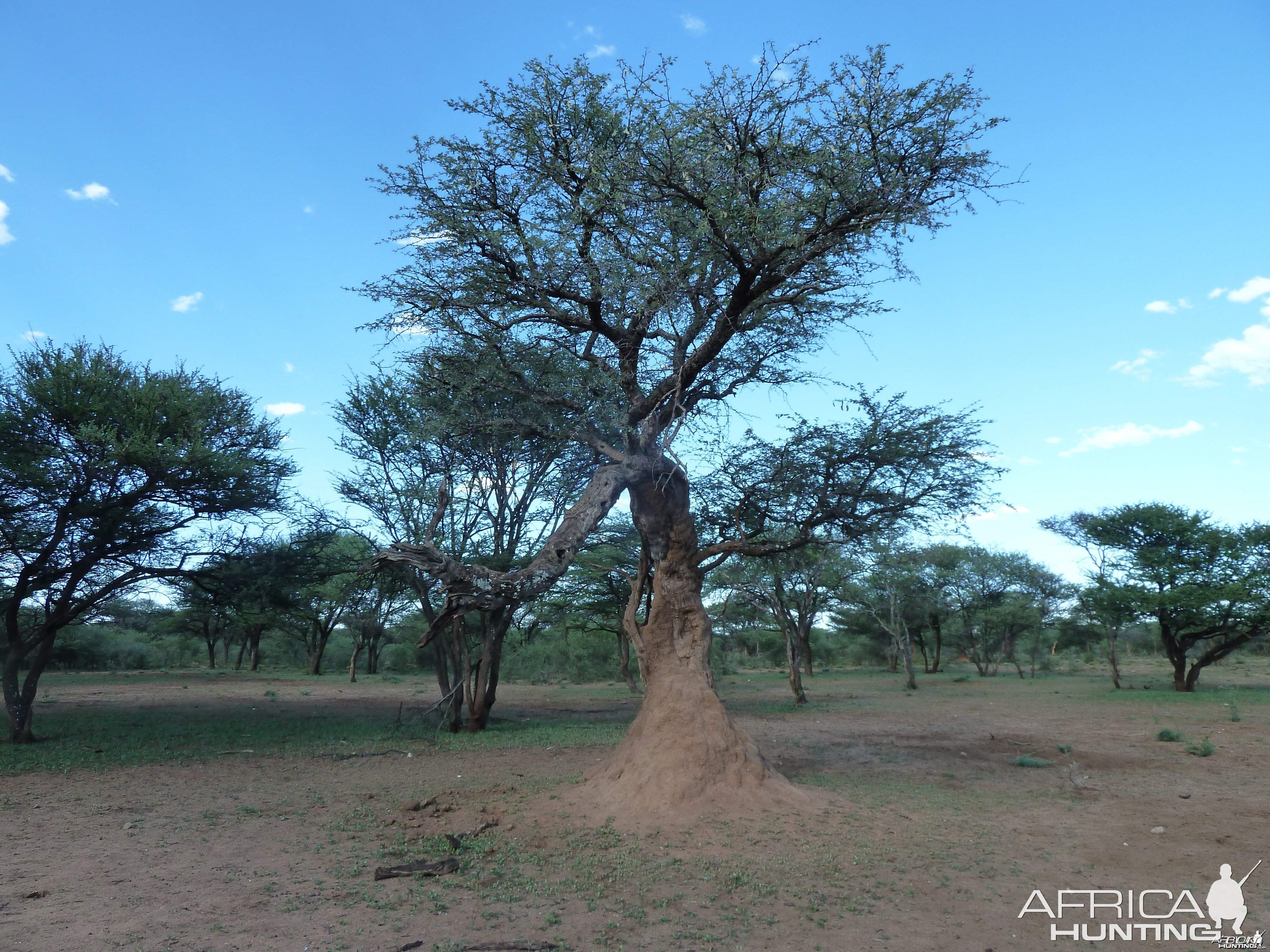 Leopard Tree