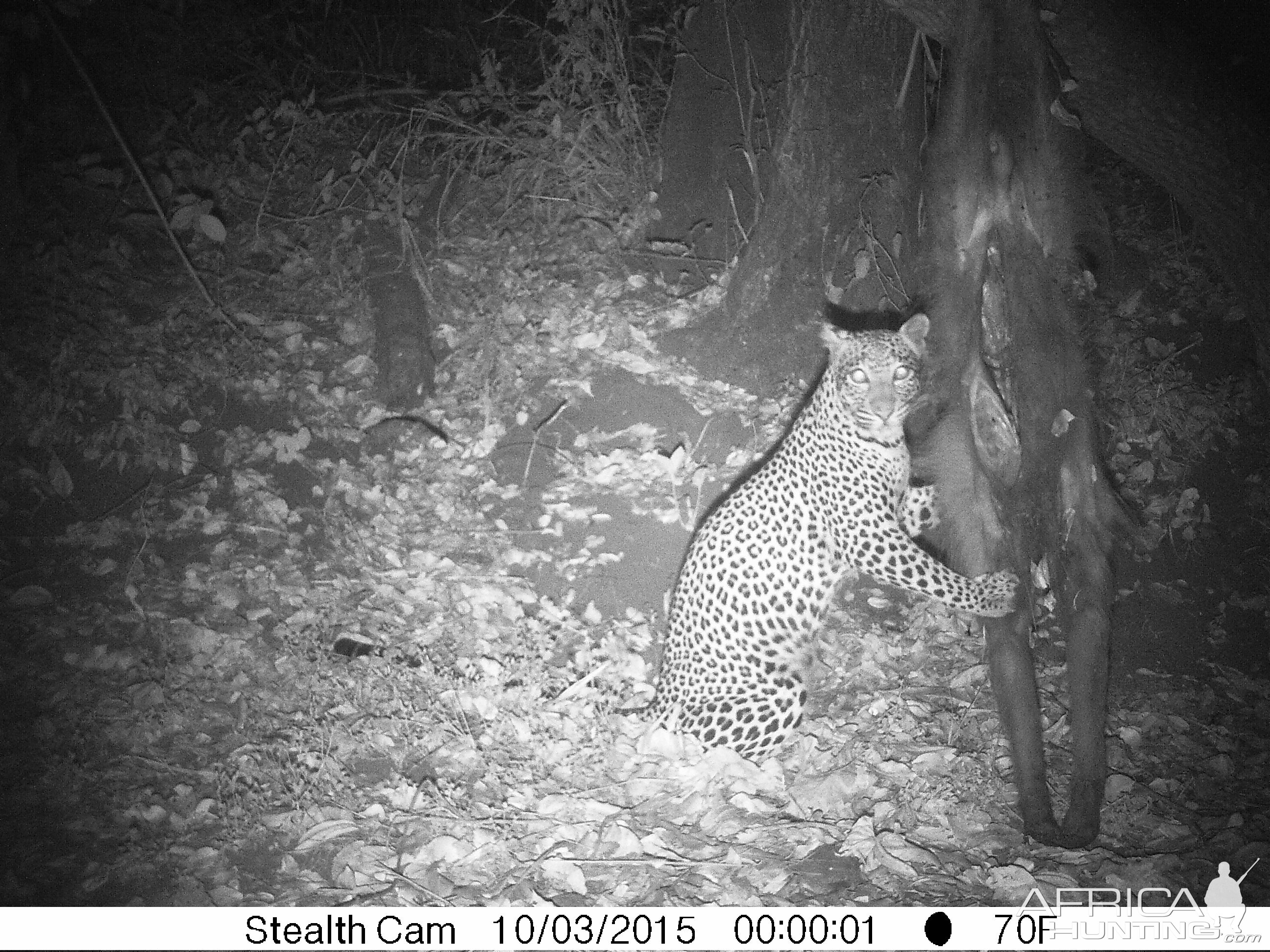 Leopard Trial Cam