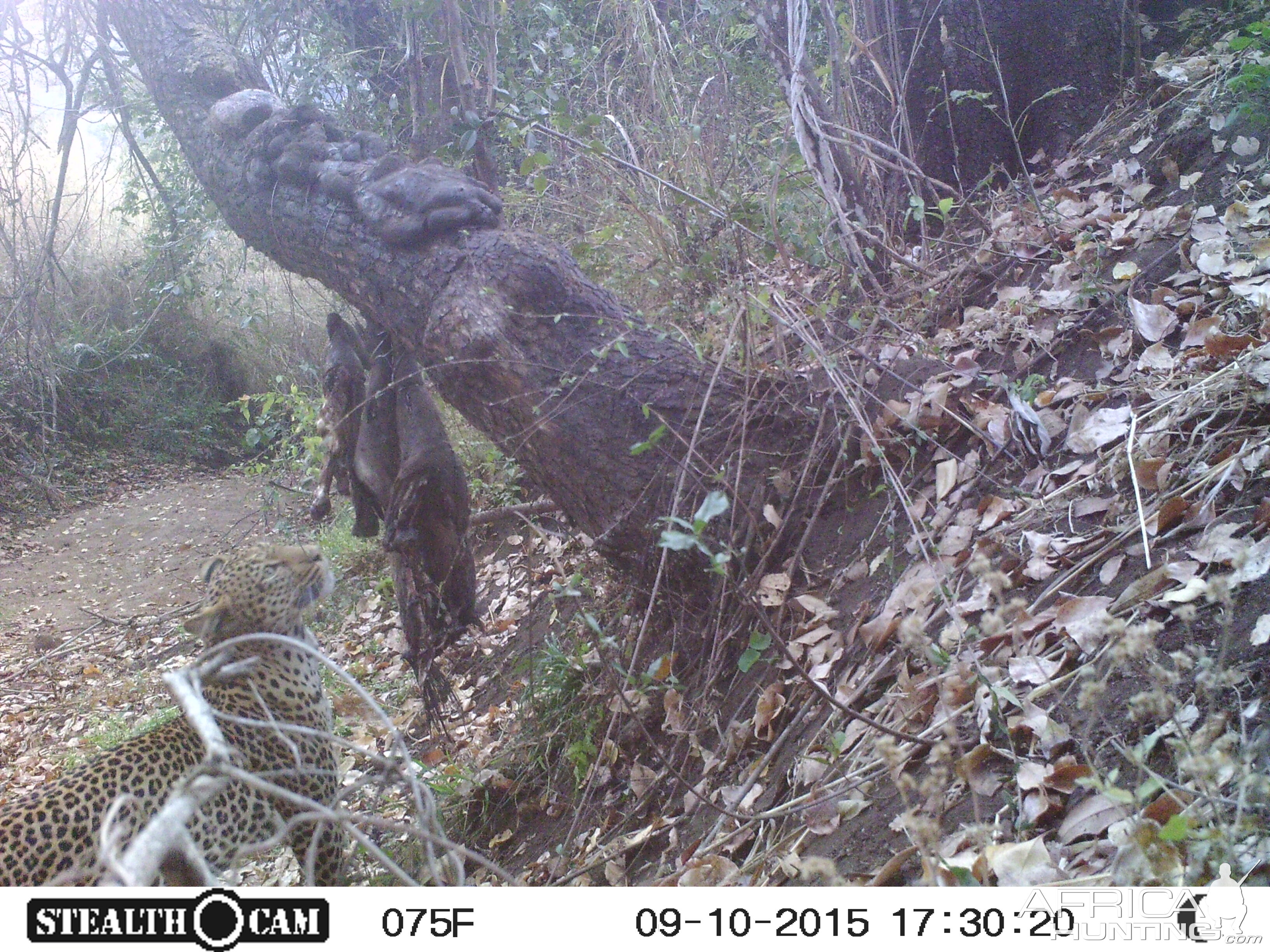 Leopard Trial Cam