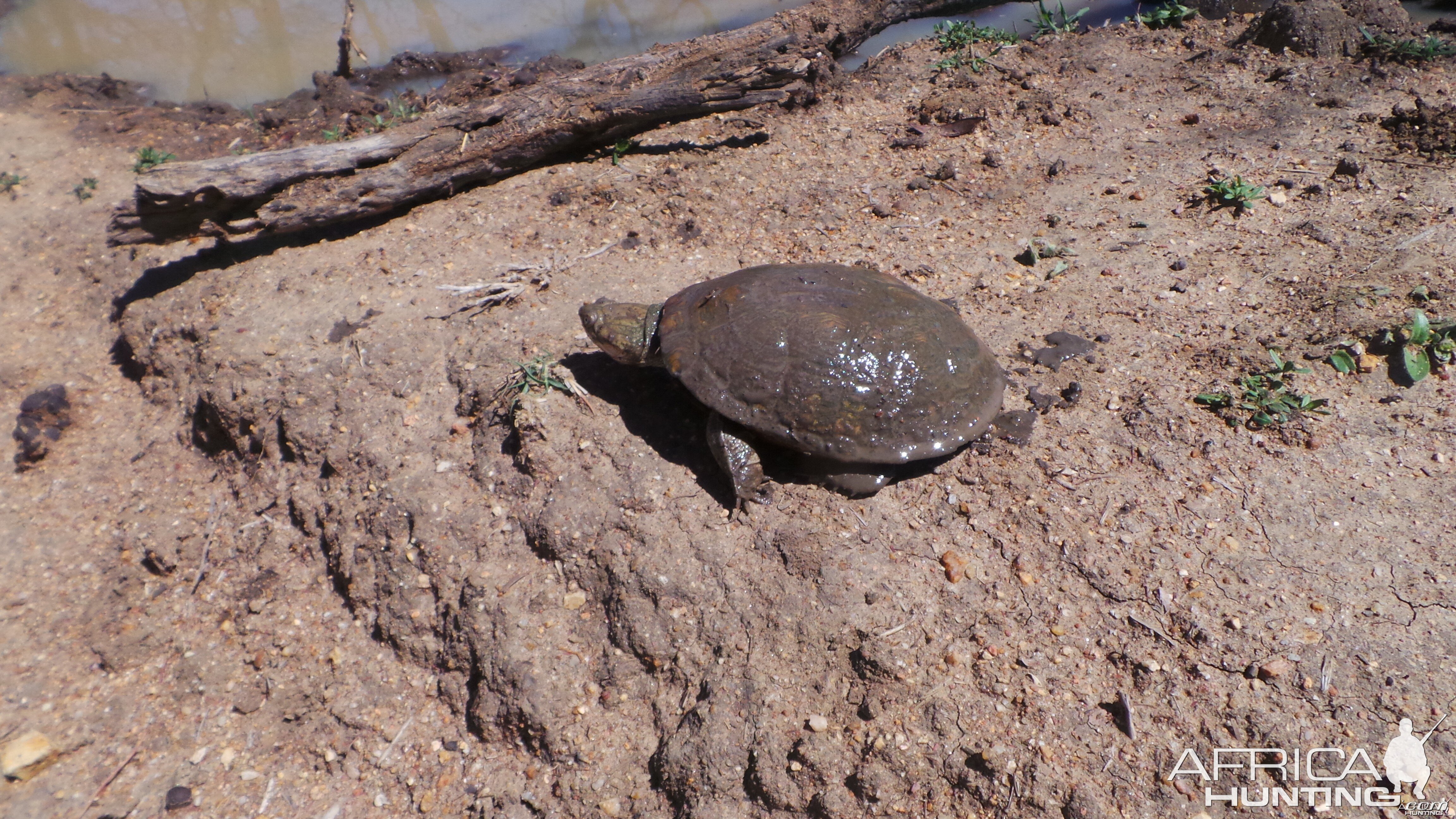 Leopard Turtle Namibia