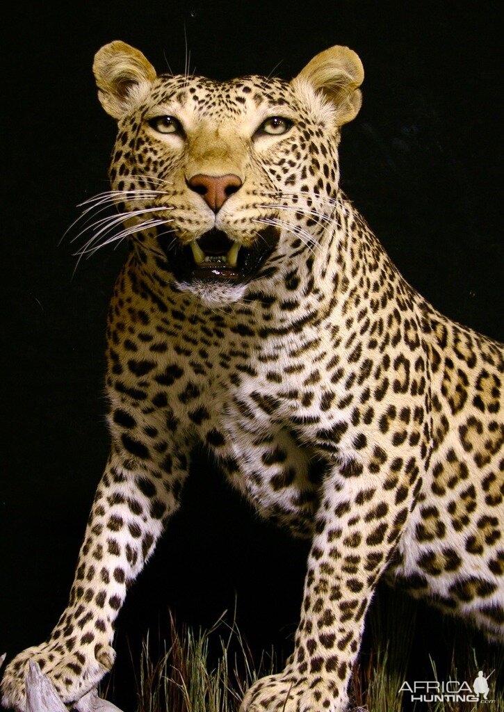 Leopard With Custom Base Taxidermy Close Up