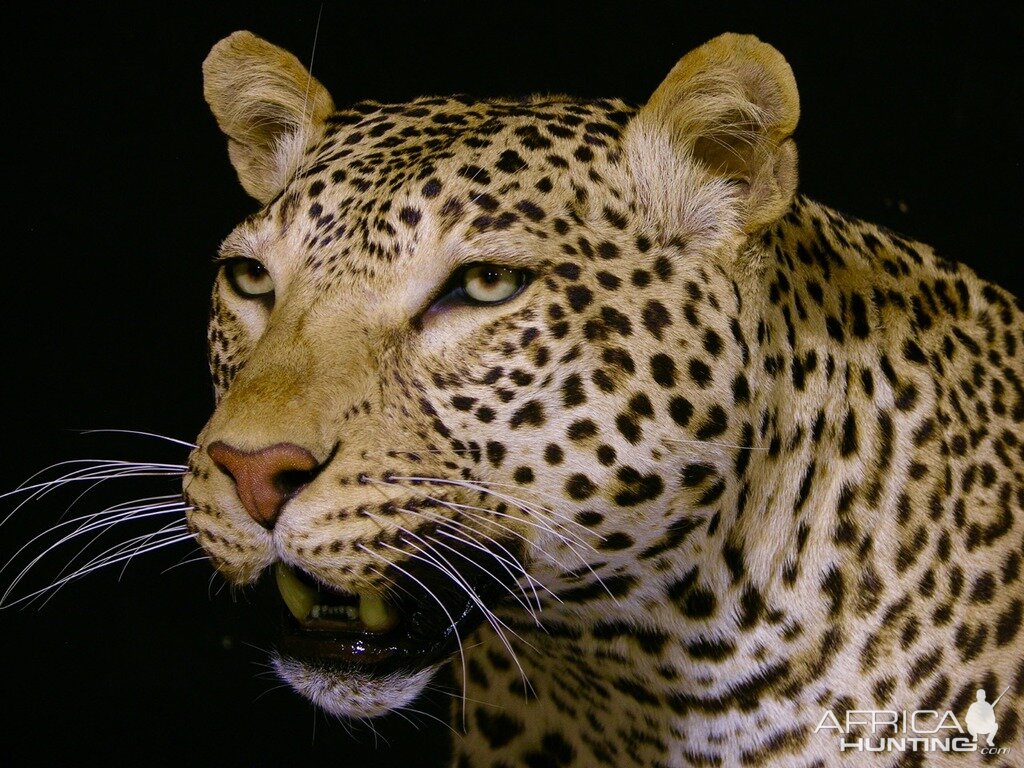 Leopard With Custom Base Taxidermy Close Up