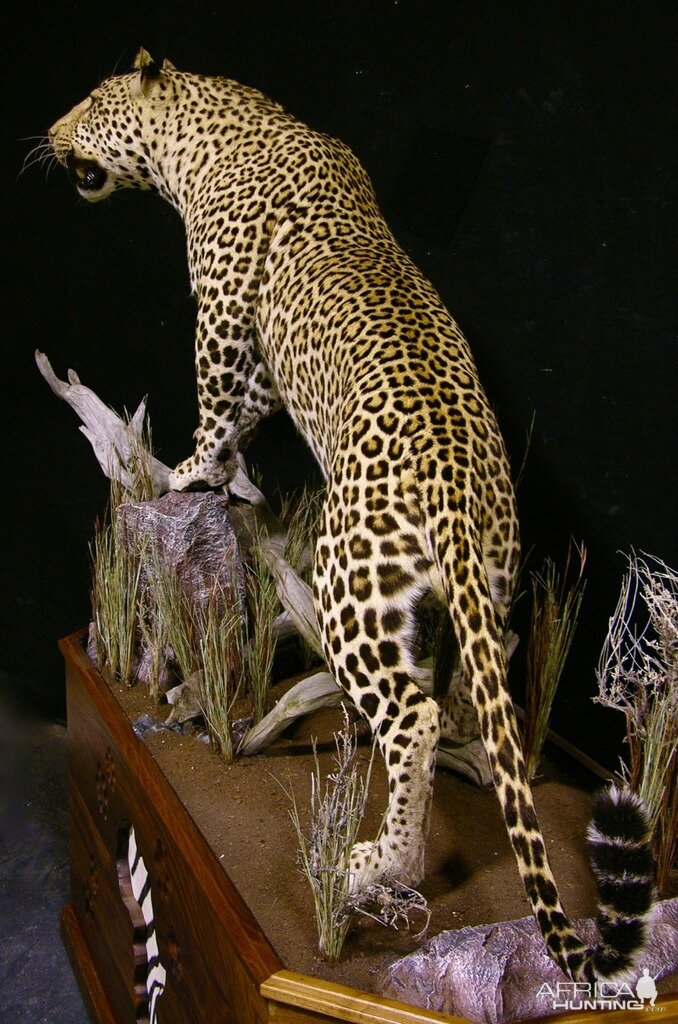 Leopard With Custom Base Taxidermy