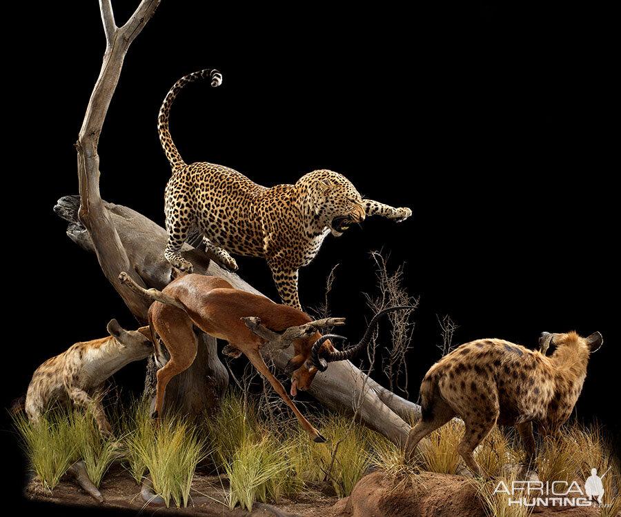 Leopard with Impala kill vs Spotted Hyena Full Mount Taxidermy