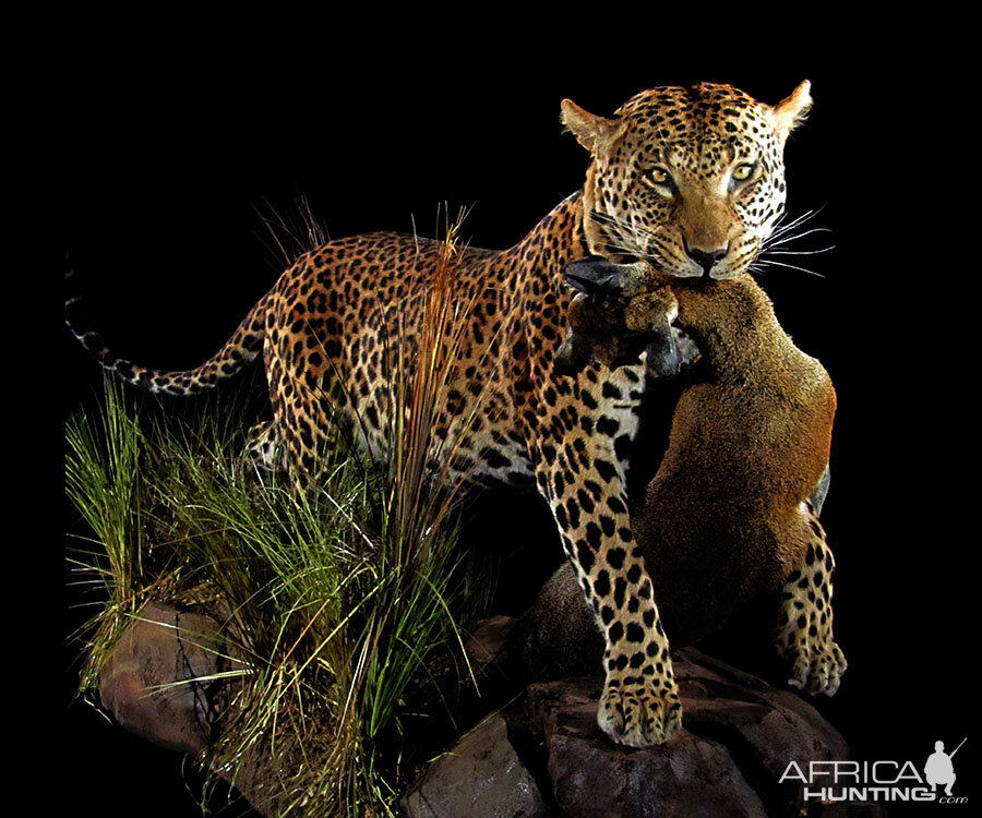 Leopard with Klipspringer kill Full Mount Taxidermy