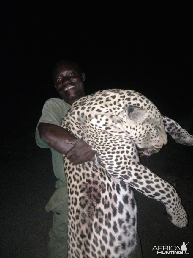 Leopard Zaimbabwe Hunt