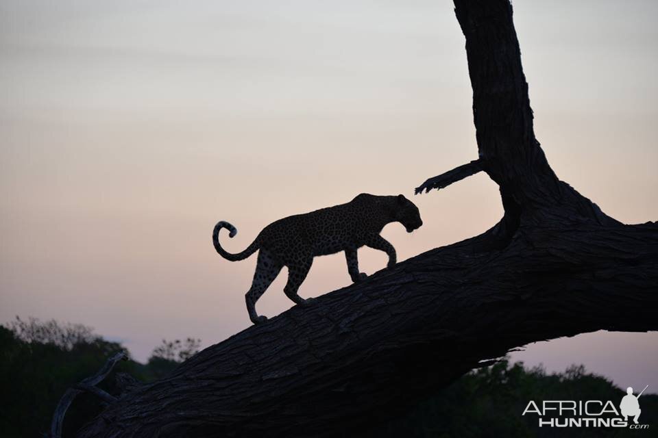 Come And Visit Leopard Legend Hunting Safaris Namibia at 2022 DSC & SCI ...