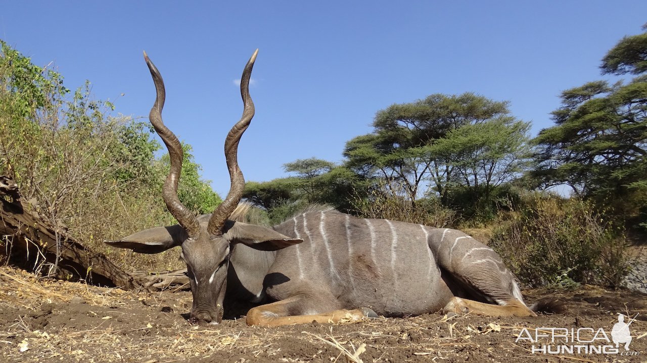 Lesser Kudu Danakil Hunt Ethiopia