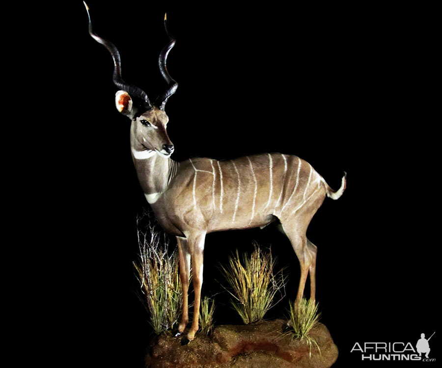 Lesser Kudu Full Mount Taxidermy