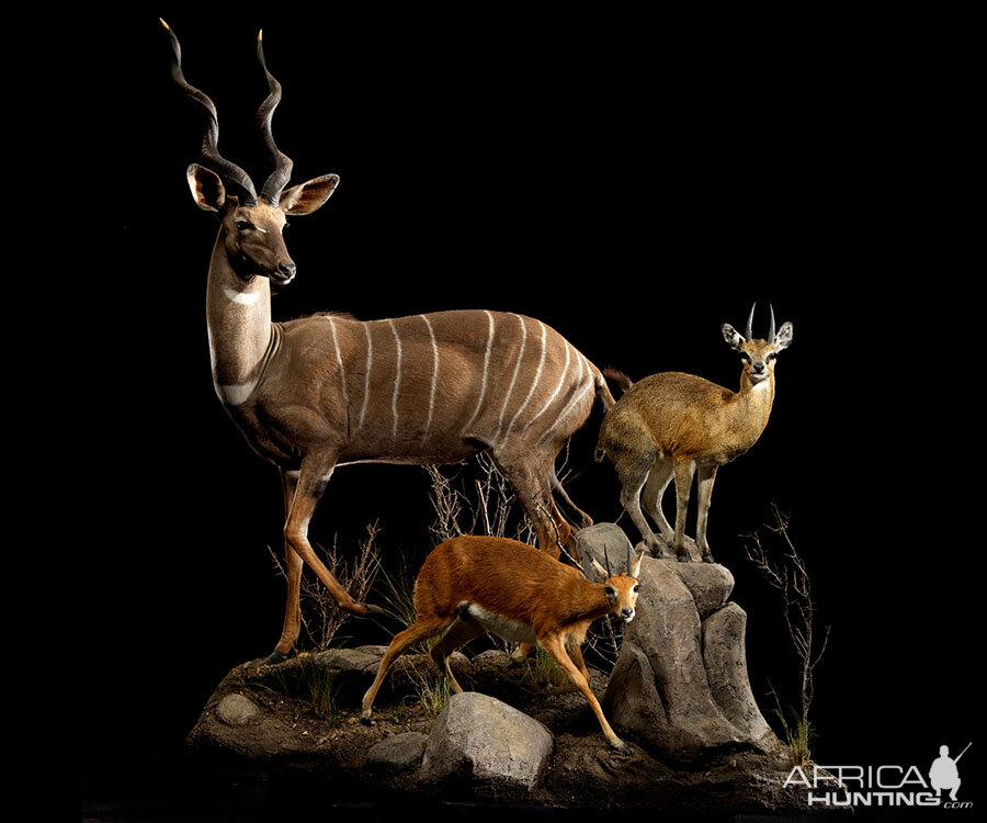 Lesser Kudu,  Klipspringer & Oribi Full Mount Taxidermy