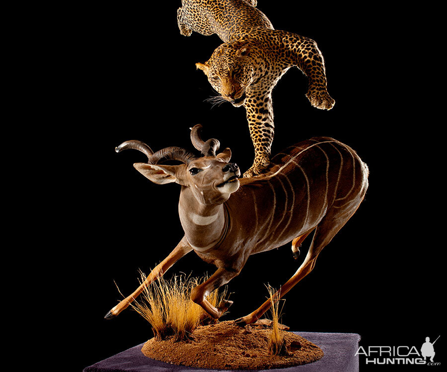 Lesser Kudu & Leopard Full Mount Taxidermy