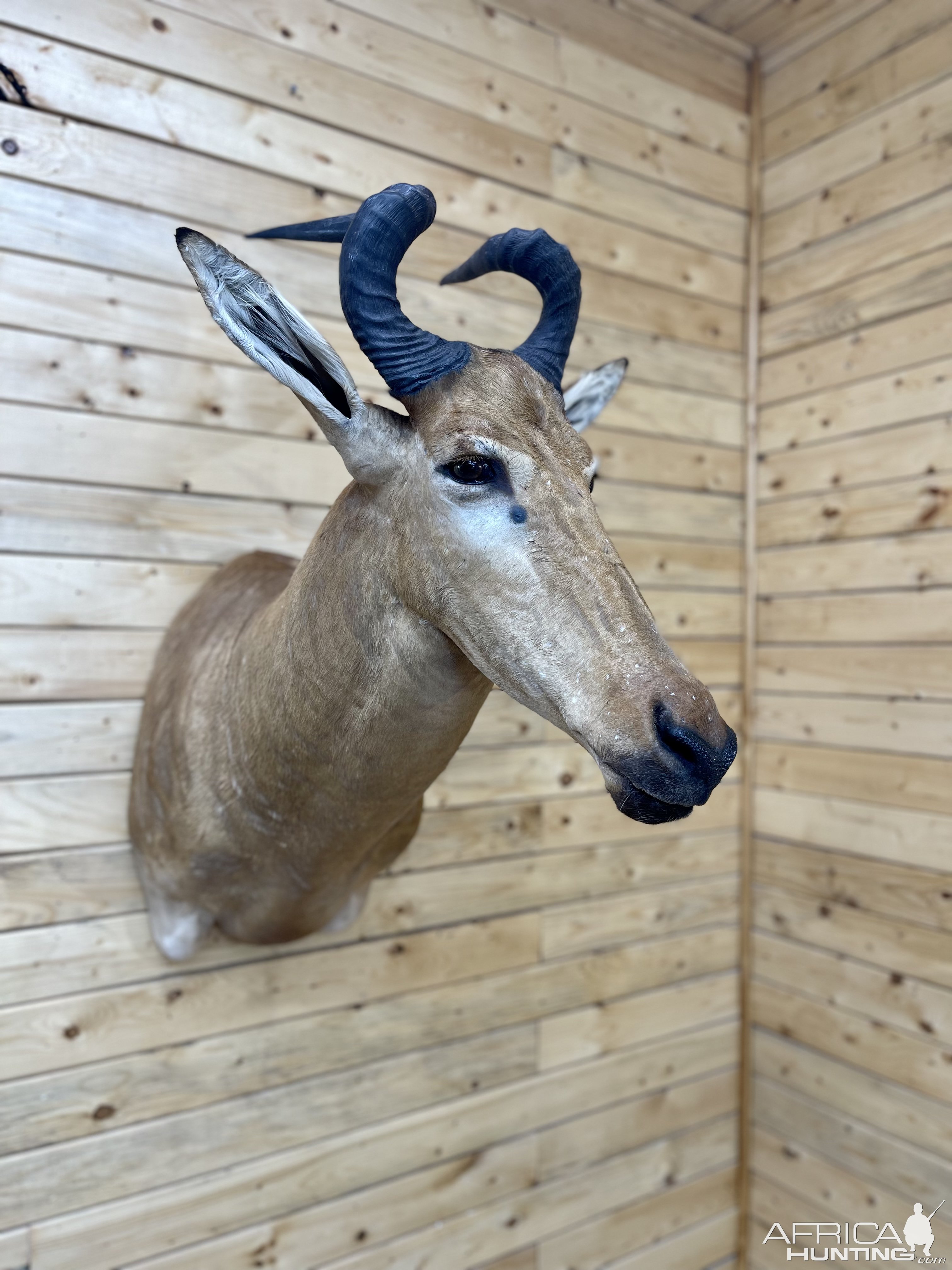 Lichtenstein Hartebeest Shoulder Mount Taxidermy