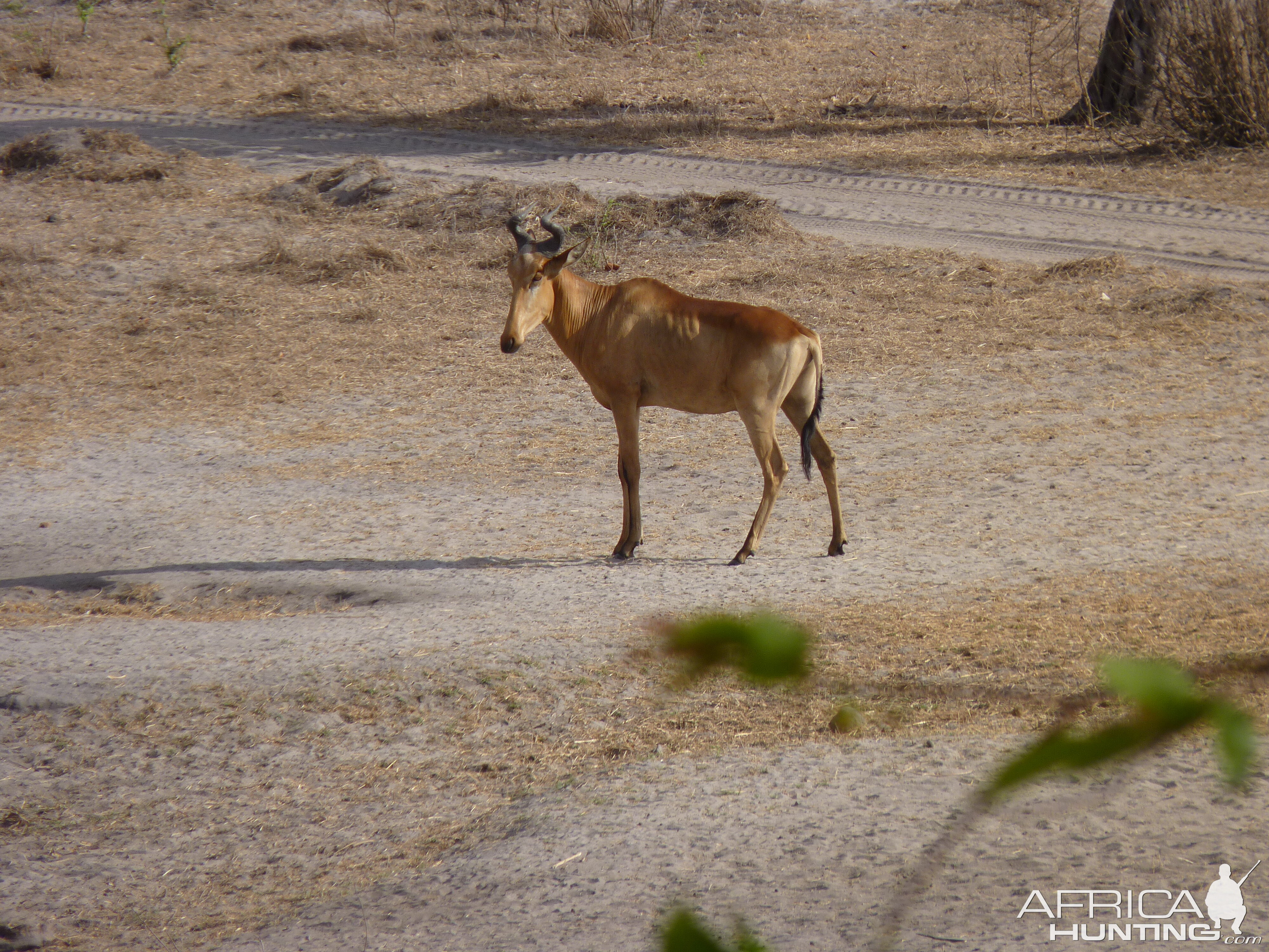 Lichtenstein's Hartebeest in Tanzania