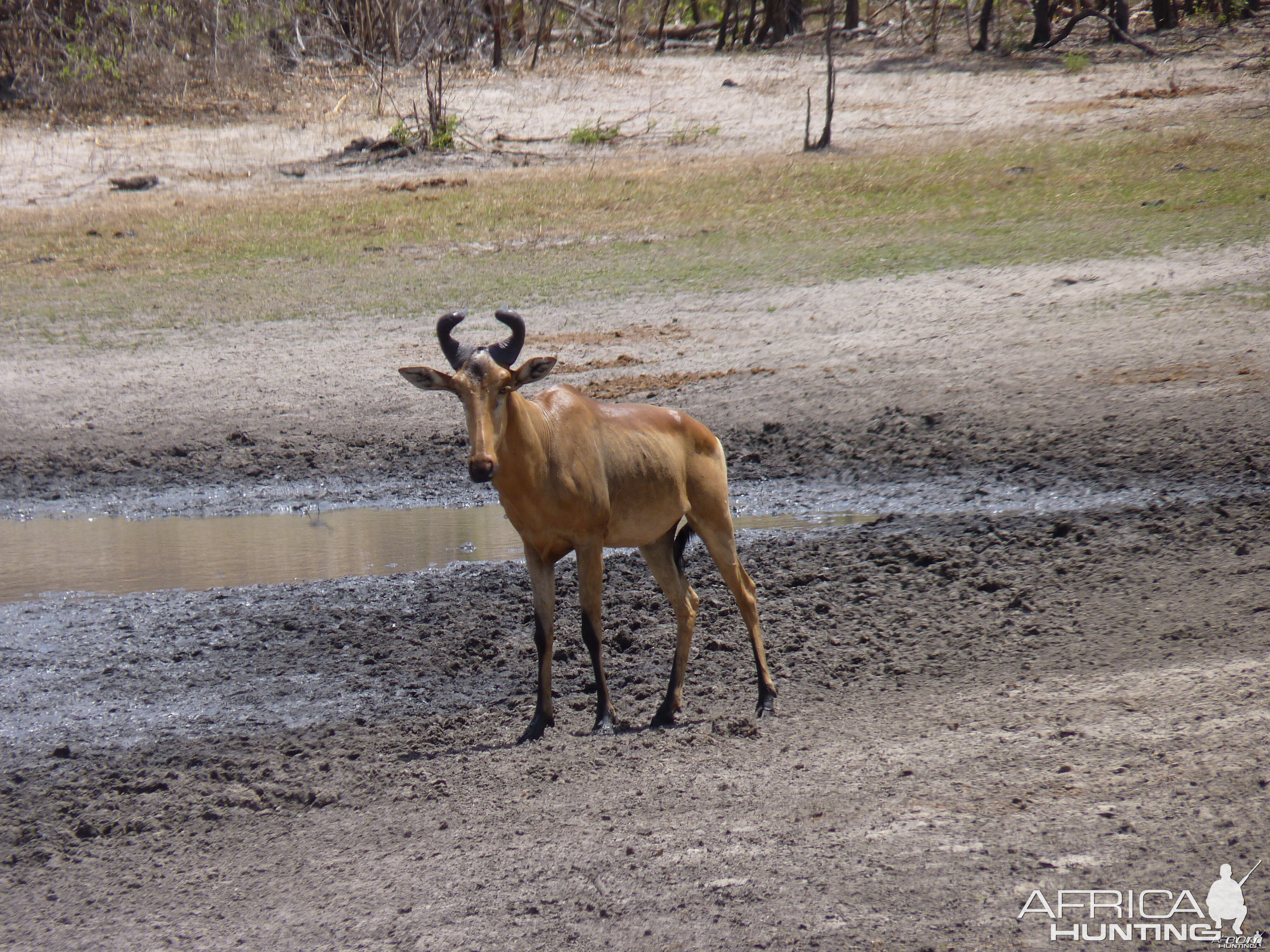 Lichtenstein's Hartebeest in Tanzania