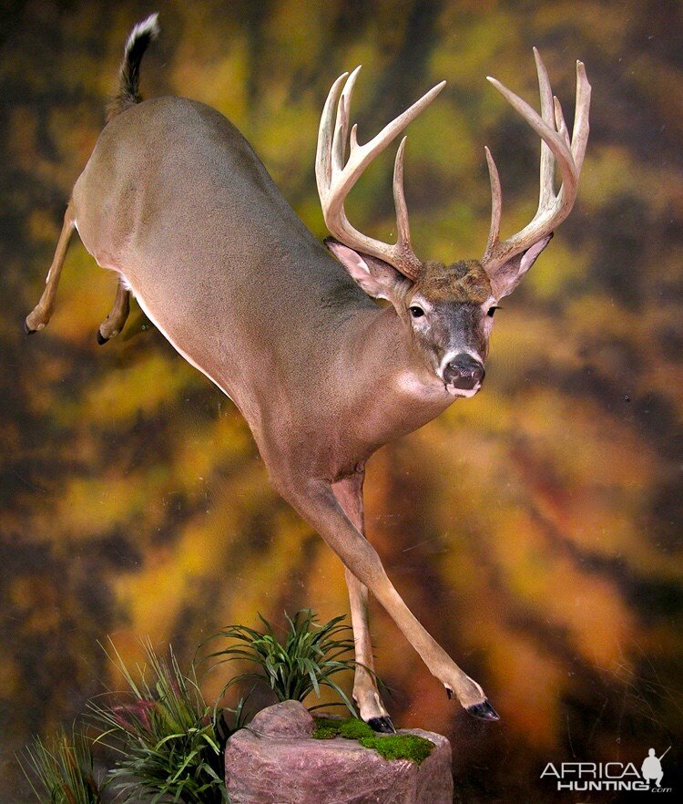 Life Size Running Whitetail Taxidermy Mount