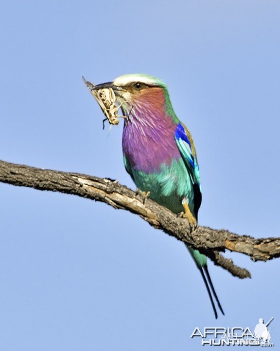 Lilac Breasted Roller South Africa