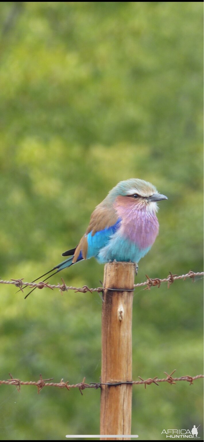 Lilac Breasted Roller Zimbabwe