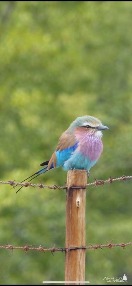 Lilac-breasted Roller Zimbabwe