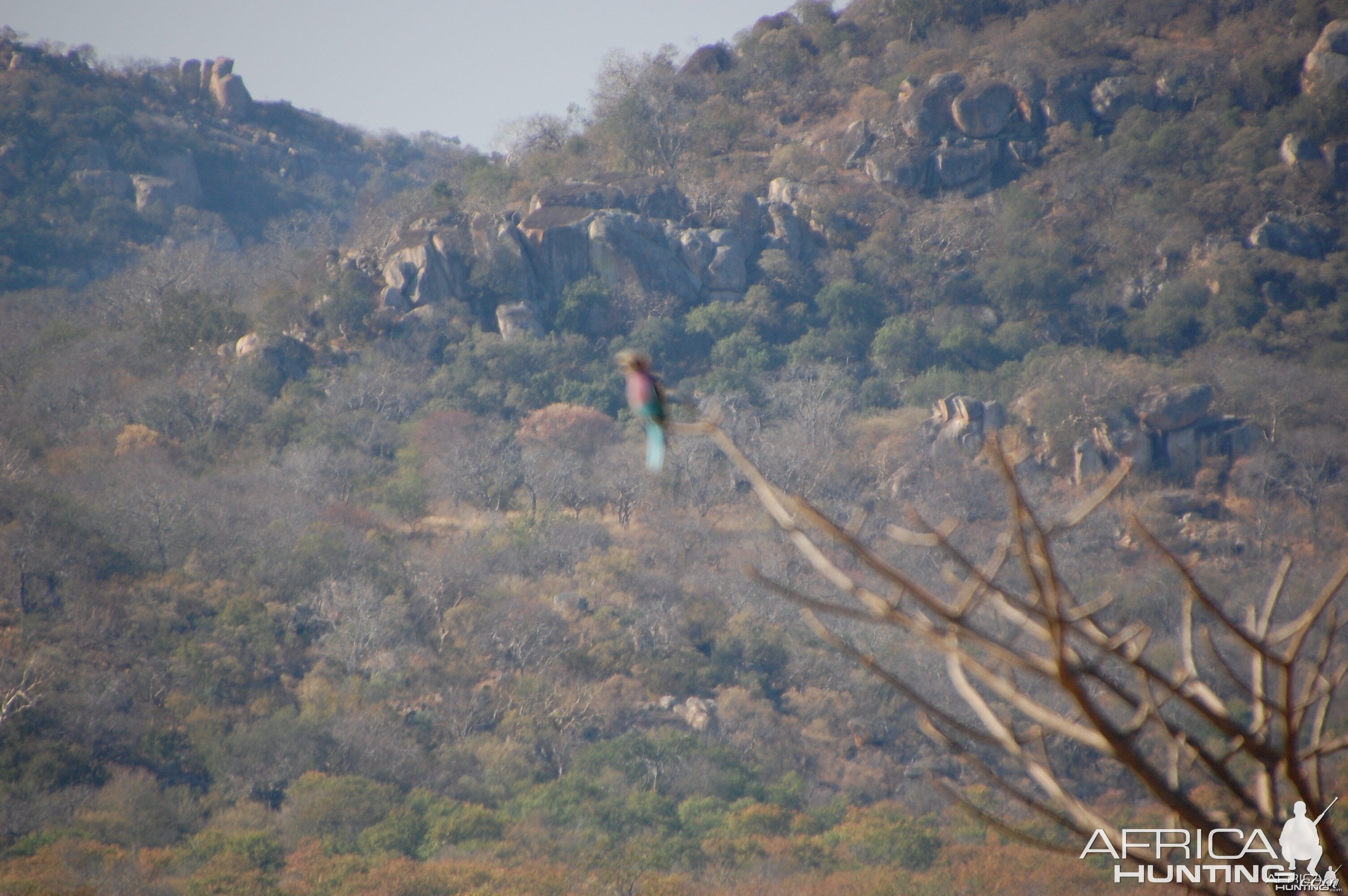 lilac brested roller