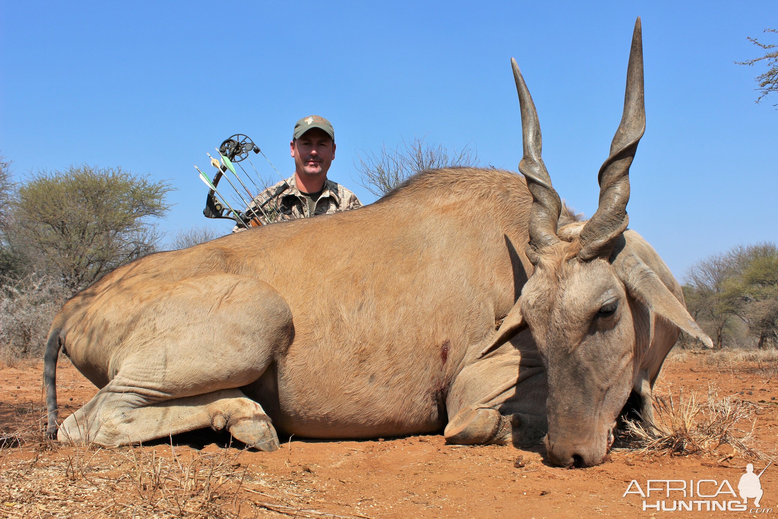 Limcroma Safaris archery eland bull | AfricaHunting.com